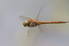 Aeshna isoceles